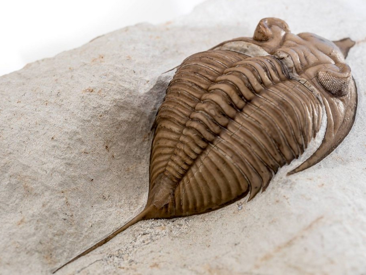 Trilobitler Resim