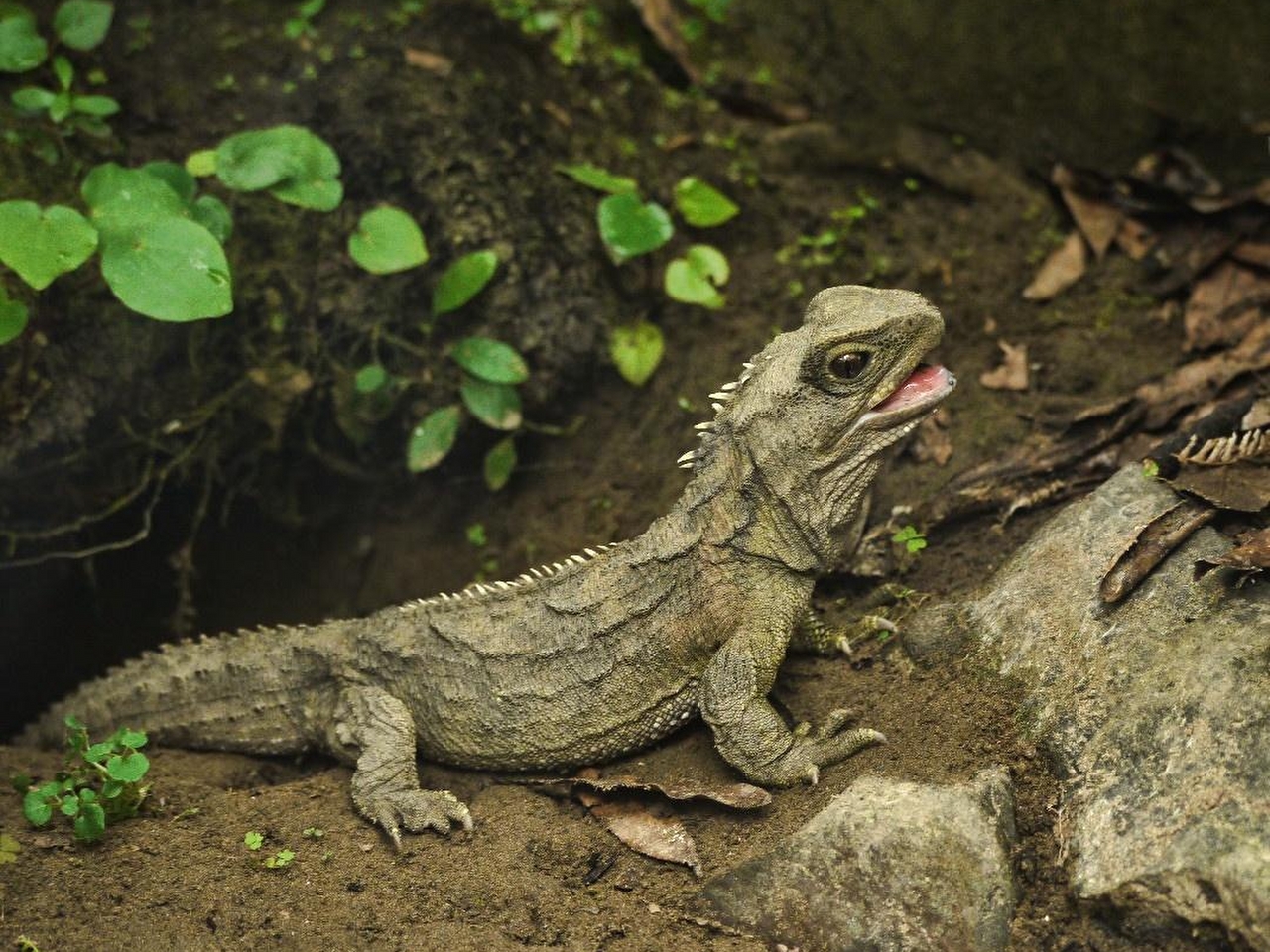 Tuatara Resimleri