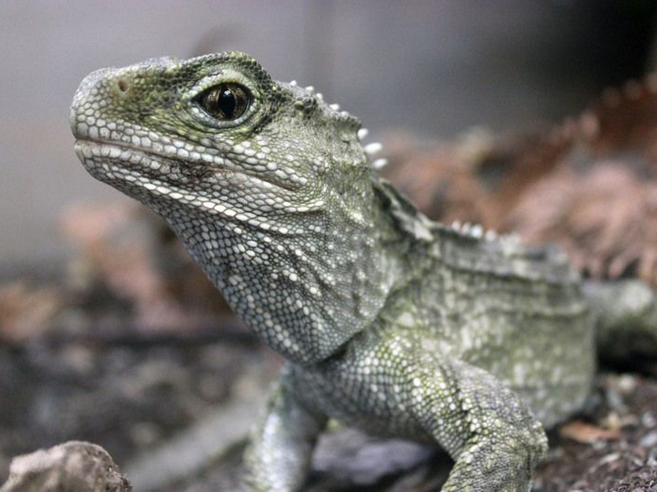 Tuatara Resim