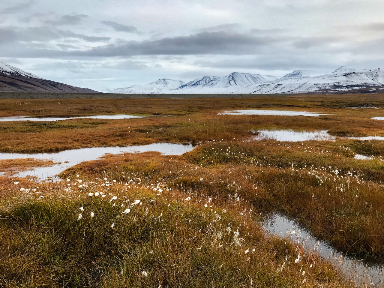 Tundra Resimleri