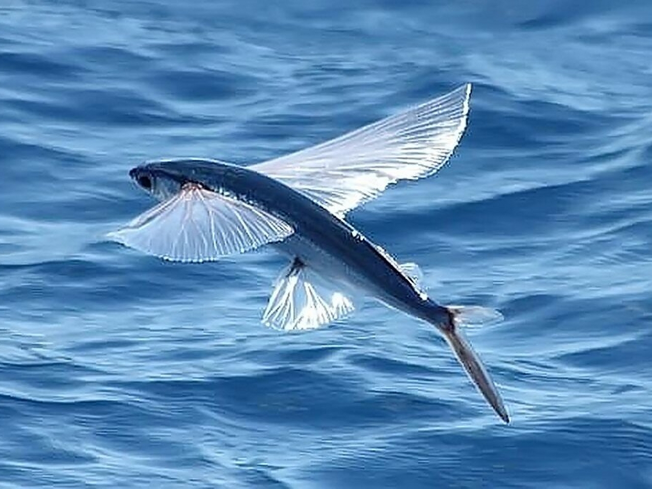 Uçan Balık Resimleri