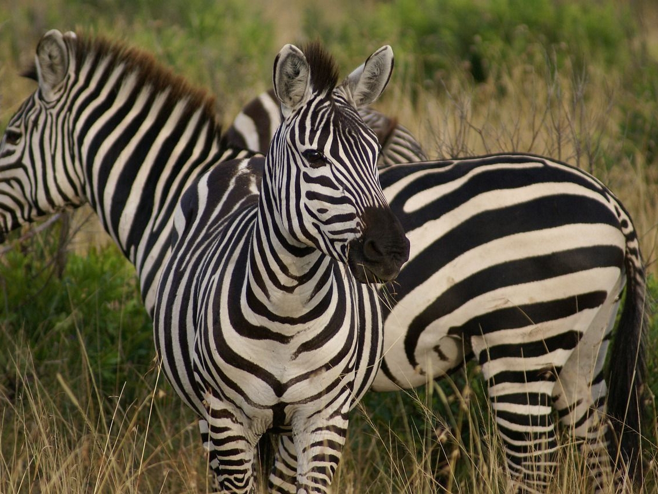 Zebra Resimleri