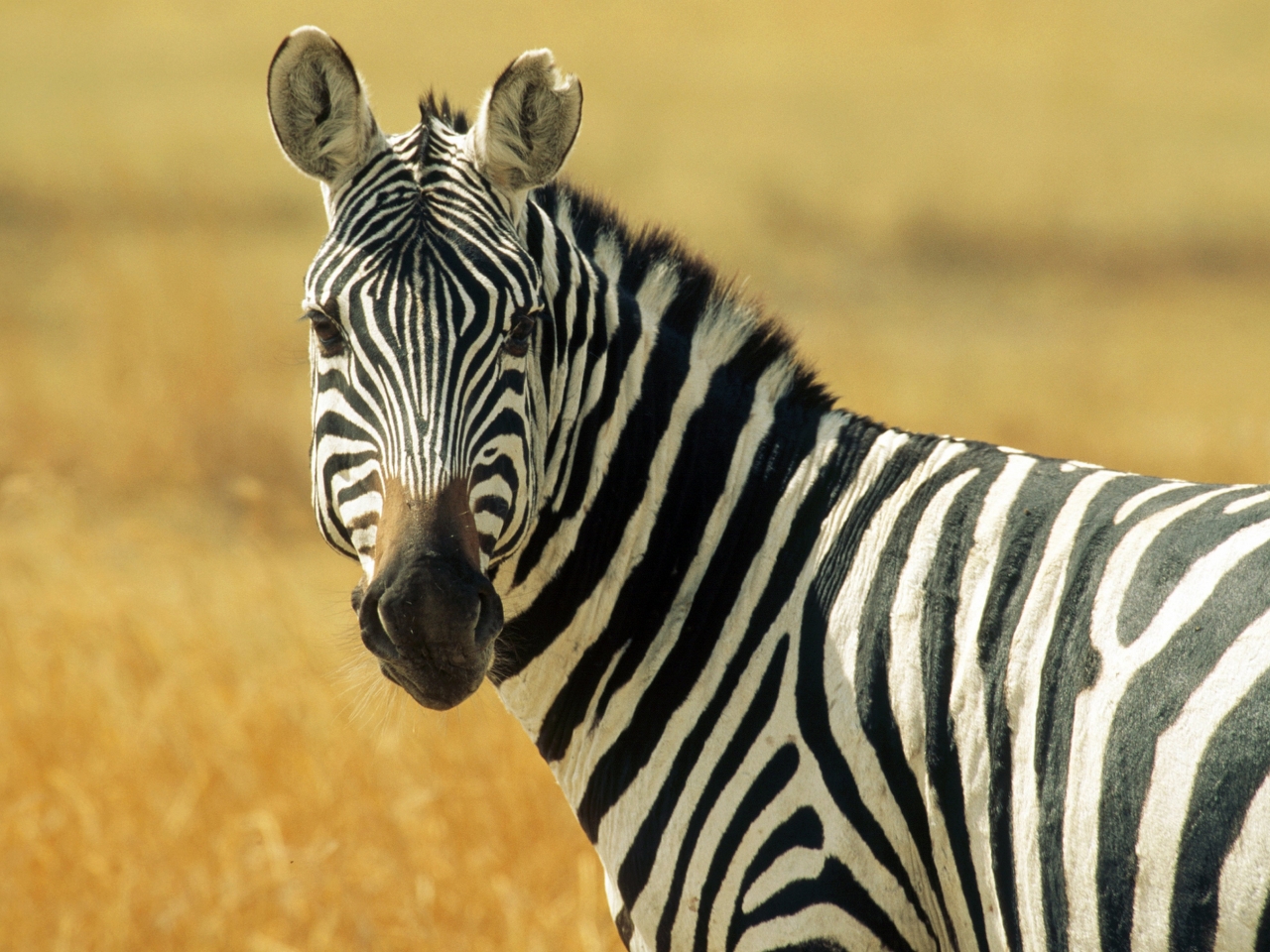 Zebra Resim