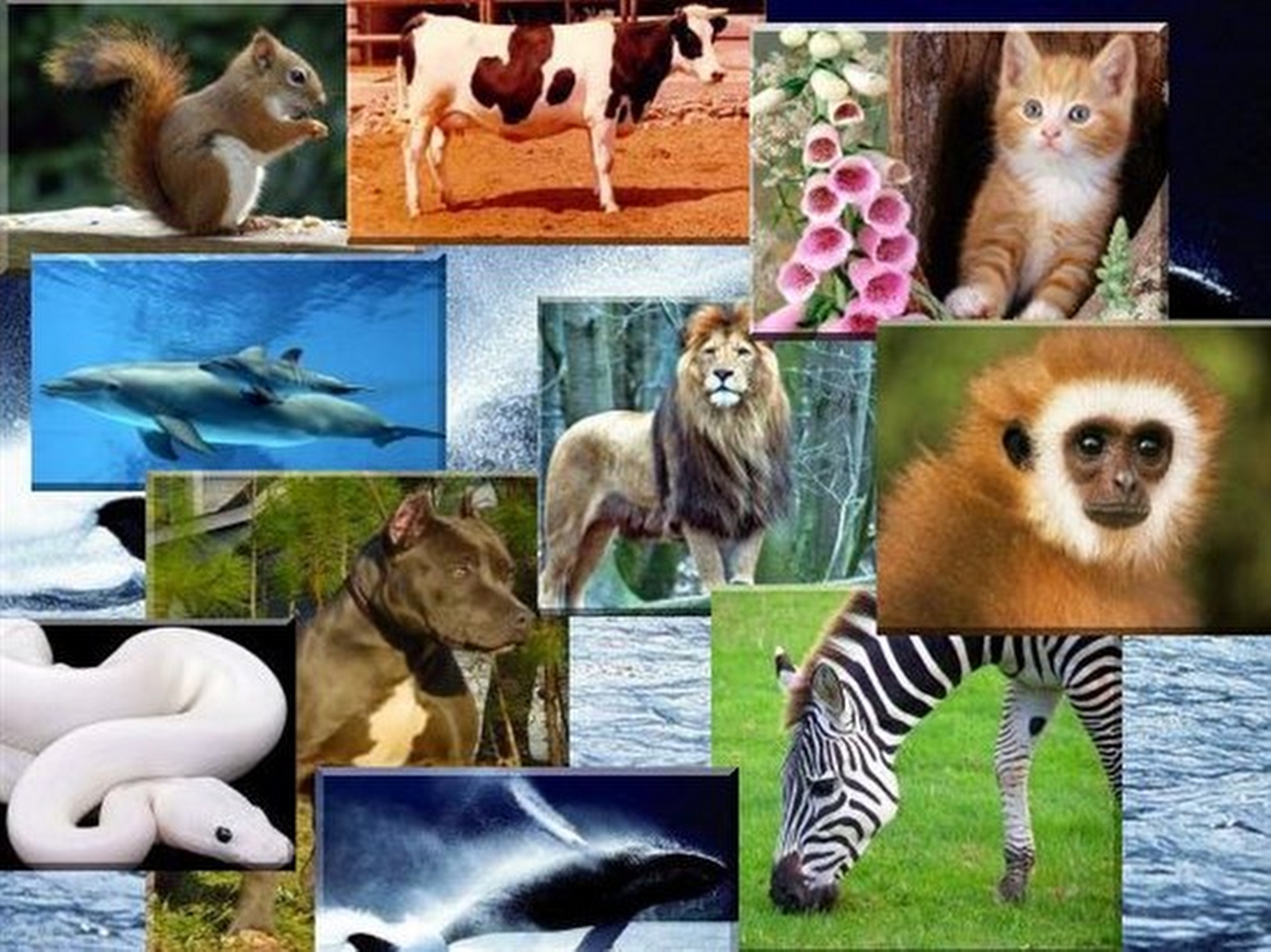 Zooloji Resimleri